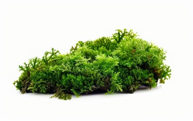 Fototapeta premium Green moss isolated on white bakground