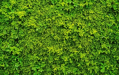 green moss texture, background