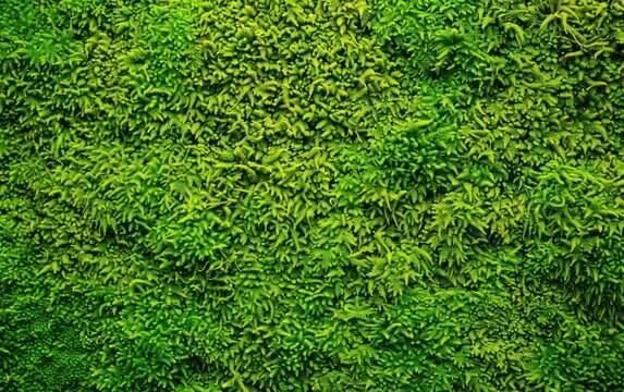 green moss texture, background