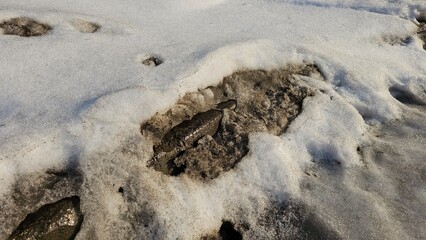 Dirty snow in the city in spring