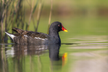 Common Moorhen in the morning light