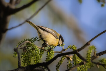 Great Tit perched on a tree branch in the morning light