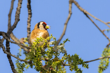 European Goldfinch in the morning light