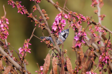 Crested Tit in the morning light
