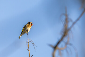 European Goldfinch in the morning light