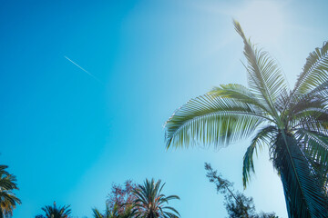 Bright sunny sky with silhouetted palm trees creating a tropical ambiance. Visible high altitude aircraft contrail
