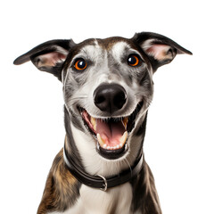 Happy and healthy dog on PNG transparent background for advertising use.