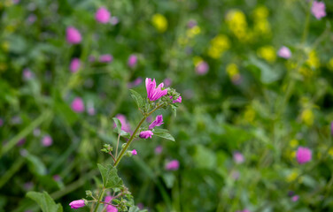 Mallow plant flower (Malva sylvestris)