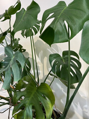 Monstera deliciosa Swiss cheese plant split-leaf philodendron indoors © Jack