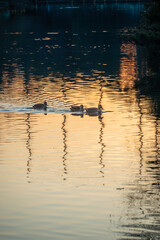 水面を泳ぐ3羽のカモ家族