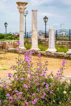 Modest wildflowers on the background of the ruins of ancient columns