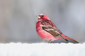 	冬の雪山で見られるワインレッドと白が美しい北からの冬鳥オオマシコ