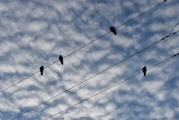 Pájaros en el cielo