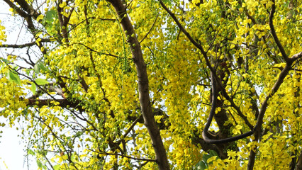 Beautiful golden shower tree in full bloom