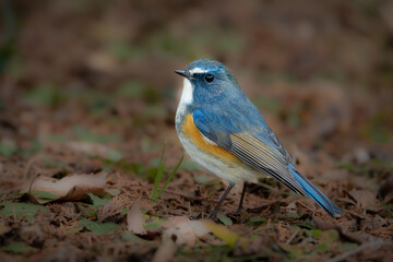 公園のバードウォッチングで冬に出会える美しい青い小鳥ルリビタキ
