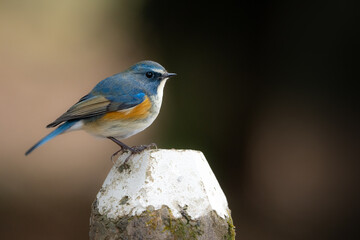 公園のバードウォッチングで冬に出会える美しい青い小鳥ルリビタキ