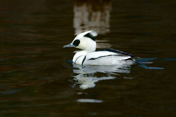 バードウォッチングで冬の公園の水辺で見られる白黒のパンダのような美しいカモ、ミコアイサ