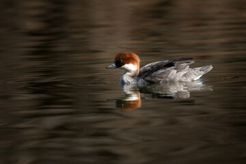 バードウォッチングで冬に公園の池で見られる人気者の渡り鳥ミコアイサ
