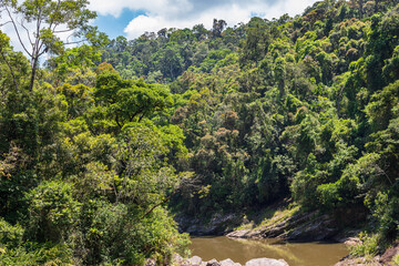 Rainforest in Ranomafana national park in Madagascar
