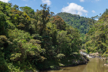 Rainforest in Ranomafana national park in Madagascar