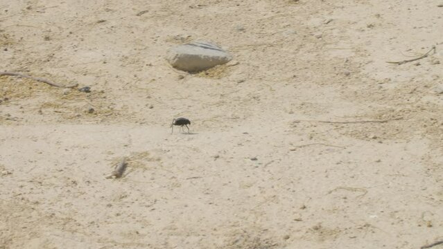 Beetle walking among sand and rocks in desert area in Riffa
