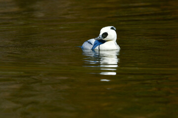 バードウォッチングで冬の公園の水辺で見られる白黒のパンダのような美しいカモ、ミコアイサ