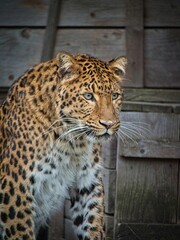 Chinese lepard in Hannover Zoo