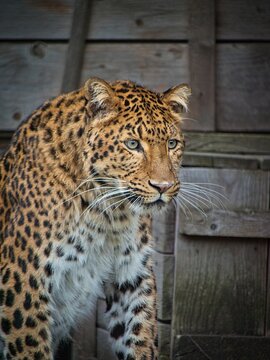 Chinese lepard in Hannover Zoo