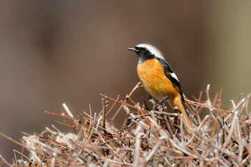 冬に見られるオレンジと黒が色鮮やかな美しい渡り鳥ジョウビタキ