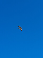 A lone seagull glides effortlessly across a vast, clear blue sky