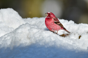 冬の雪山で見られるワインレッドと白が美しい北からの冬鳥オオマシコ