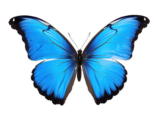 a blue butterfly with black wings
