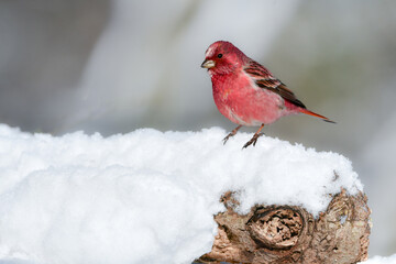 冬の雪山で見られるワインレッドと白が美しい北からの冬鳥オオマシコ