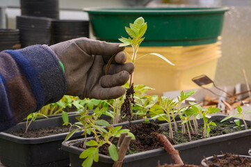 Anbau von Tomatenpflanzen
