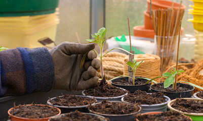 Anbau von Tomatenpflanzen