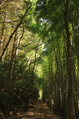 Obraz premium 倉吉廃線跡