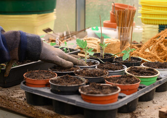 Anbau von Tomatenpflanzen