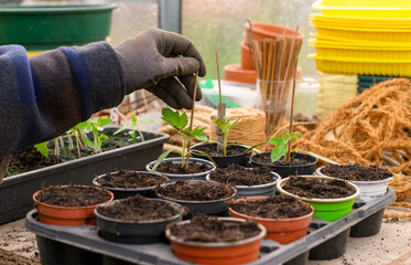 Anbau von Tomatenpflanzen