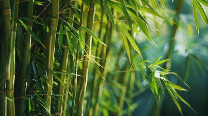 Bamboo background. 