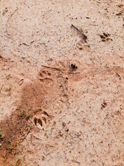 the footprint predator in the sand