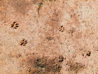 the footprint predator in the sand