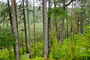 Obraz premium Bosque de pinos