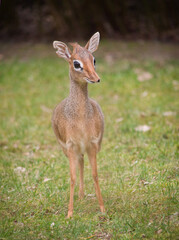 dikdik in Hannover Zoo