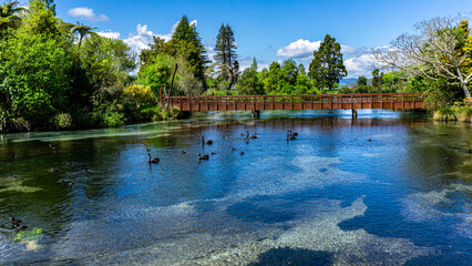 The Black Swan Crossing