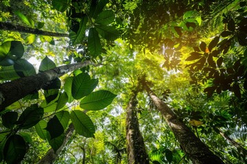 View beneath tropical forest canopy, sunlight filtering through leaves creating patterns of light and shadow