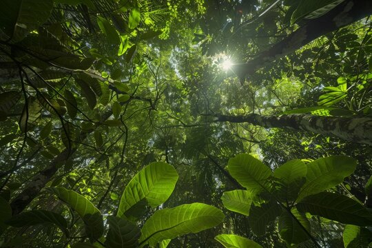 Sunlight filtering through dense jungle canopy, creating patterns of light and shadow on the forest floor