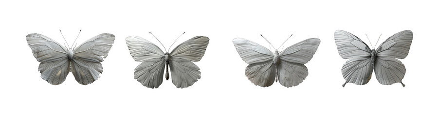 Fototapeta na wymiar white butterfly isolated on white background