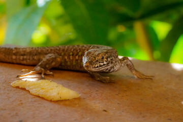 lizard on the rock