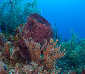 Caribbean coral garden, Roatan - 764796529