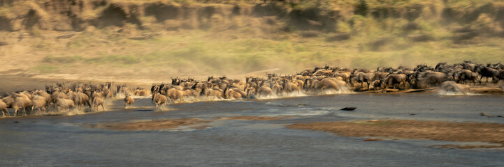 Slow pan panorama of zebras and wildebeest